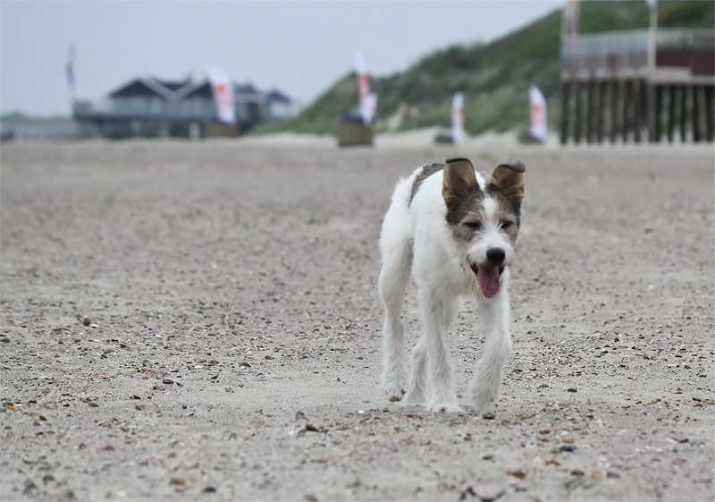 Felix Holland 6 - 2013 _SAM_2161 als Smart-Objekt-1 Kopie.jpg - Zwischenspaziergang auf der Weiterfahrt nach Renesse. 